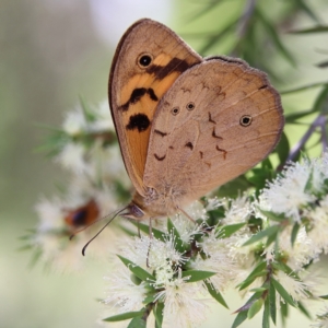 Heteronympha merope (Common Brown Butterfly) at Cantor Crescent Woodland by Trevor