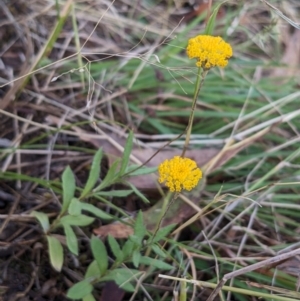 Leptorhynchos squamatus subsp. squamatus at Burrinjuck, NSW - 2 Dec 2023