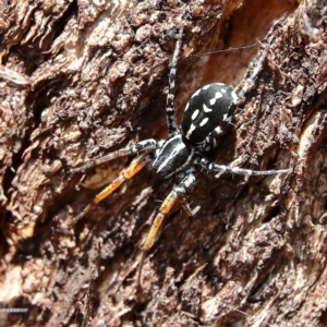 Nyssus coloripes at suppressed by Trevor