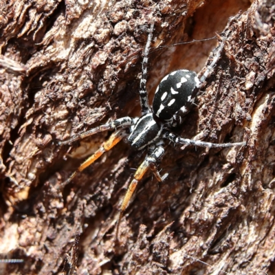 Nyssus coloripes (Spotted Ground Swift Spider) at Cantor Crescent Woodland, Higgins - 2 Dec 2023 by MichaelWenke