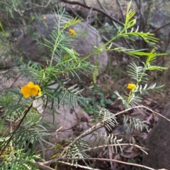 Senna aciphylla (Sprawling Cassia) at Burrinjuck, NSW - 2 Dec 2023 by sduus