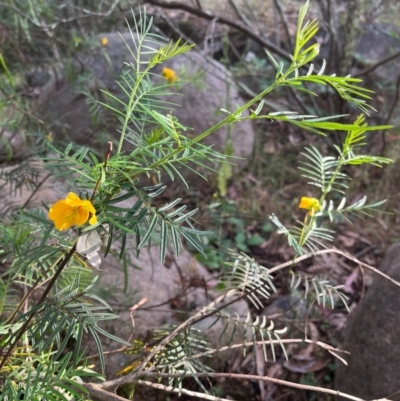 Senna aciphylla (Sprawling Cassia) at Burrinjuck, NSW - 2 Dec 2023 by sduus
