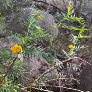 Senna aciphylla at Burrinjuck, NSW - 2 Dec 2023