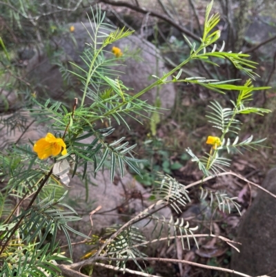 Senna aciphylla (Sprawling Cassia) at Burrinjuck, NSW - 2 Dec 2023 by Sonya_Duus