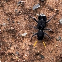 Trogodendron fasciculatum at Pialligo, ACT - suppressed