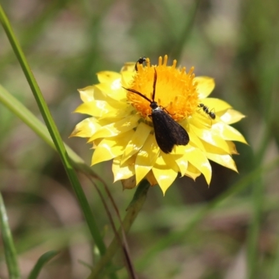 Pollanisus lithopastus (A Forester Moth) at Mount Painter - 1 Dec 2023 by Tammy