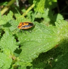 Agonoscelis rutila (Horehound bug) at Paddys River, ACT - 2 Dec 2023 by gregbaines