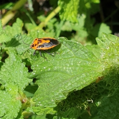 Agonoscelis rutila (Horehound bug) at Paddys River, ACT - 2 Dec 2023 by gregbaines