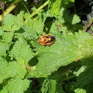 Agonoscelis rutila at Bullen Range - 2 Dec 2023