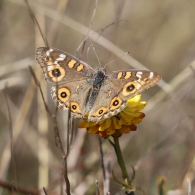 Junonia villida (Meadow Argus) at Mount Painter - 1 Dec 2023 by Tammy