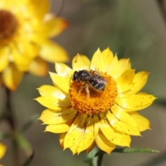 Lasioglossum (Chilalictus) sp. (genus & subgenus) (Halictid bee) at Mount Painter - 2 Dec 2023 by Tammy