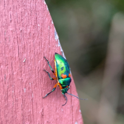 Scutiphora pedicellata (Metallic Jewel Bug) at Braidwood, NSW - 2 Dec 2023 by Hejor1