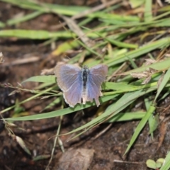 Zizina otis (Common Grass-Blue) at Mount Painter - 1 Dec 2023 by Tammy