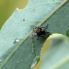 Anthomyia punctipennis at West Wodonga, VIC - 30 Nov 2023 by KylieWaldon