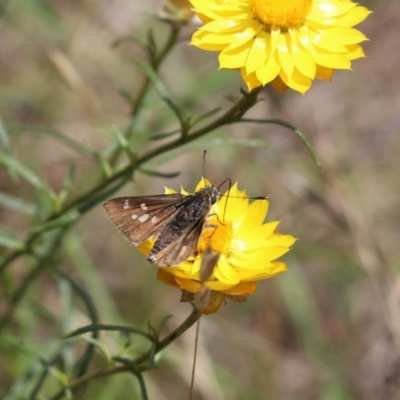 Trapezites luteus (Yellow Ochre, Rare White-spot Skipper) at Mount Painter - 2 Dec 2023 by Tammy