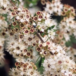 Kunzea ericoides at suppressed by KylieWaldon