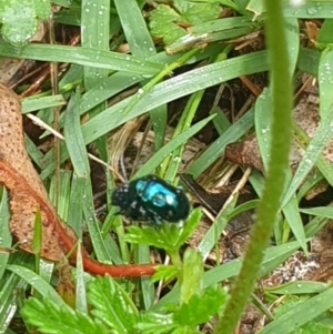 Altica sp. (genus) at Bullen Range - 2 Dec 2023