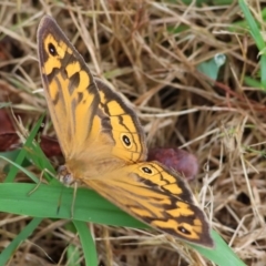 Heteronympha merope (Common Brown Butterfly) at West Wodonga, VIC - 30 Nov 2023 by KylieWaldon