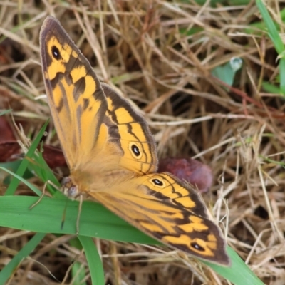 Heteronympha merope (Common Brown Butterfly) at Gordon Craig Park - 1 Dec 2023 by KylieWaldon