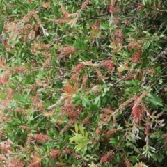 Callistemon sp. (A Bottlebrush) at Wodonga - 30 Nov 2023 by KylieWaldon