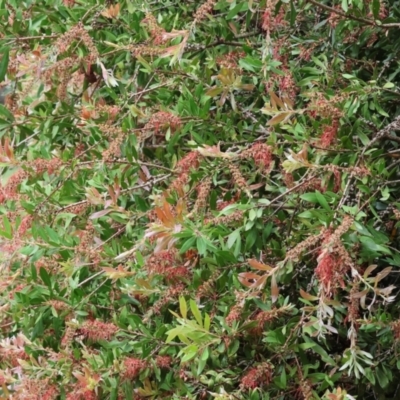 Callistemon sp. (A Bottlebrush) at West Wodonga, VIC - 30 Nov 2023 by KylieWaldon