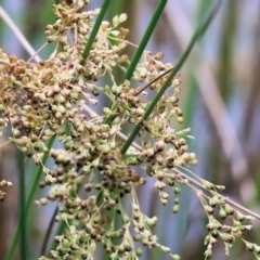 Juncus sp. (A Rush) at Gordon Craig Park - 30 Nov 2023 by KylieWaldon