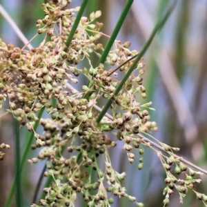 Juncus sp. at Gordon Craig Park - 1 Dec 2023 08:56 AM