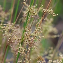 Juncus sp. at Gordon Craig Park - 1 Dec 2023 08:56 AM