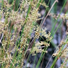 Juncus sp. at Gordon Craig Park - 1 Dec 2023 08:56 AM