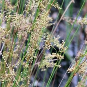 Juncus sp. at Gordon Craig Park - 1 Dec 2023 08:56 AM