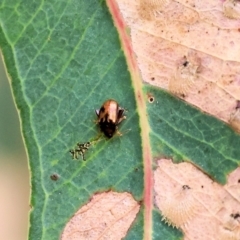 Unidentified Leaf beetle (Chrysomelidae) at Gordon Craig Park - 30 Nov 2023 by KylieWaldon