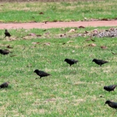 Sturnus vulgaris (Common Starling) at West Wodonga, VIC - 30 Nov 2023 by KylieWaldon