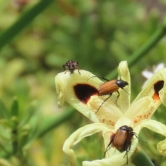 Eleale pulchra at Symonston, ACT - 2 Dec 2023