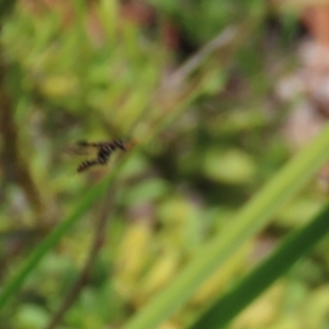 Eleale pulchra at Symonston, ACT - 2 Dec 2023