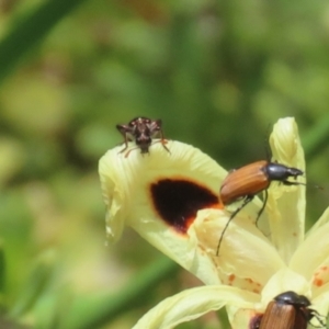 Eleale pulchra at Symonston, ACT - 2 Dec 2023