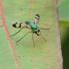 Unidentified Long-legged Fly (Dolichopodidae) at Wodonga - 30 Nov 2023 by KylieWaldon