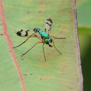 Dolichopodidae (family) at Wodonga - 1 Dec 2023 09:06 AM