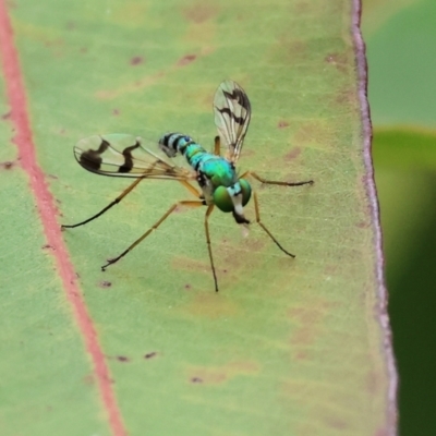 Dolichopodidae (family) (Unidentified Long-legged fly) at Wodonga - 1 Dec 2023 by KylieWaldon