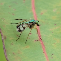 Dolichopodidae (family) at Wodonga - 1 Dec 2023 09:06 AM