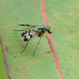 Dolichopodidae (family) at Wodonga - 1 Dec 2023 09:06 AM