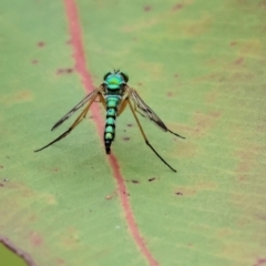 Dolichopodidae (family) at Wodonga - 1 Dec 2023 09:06 AM