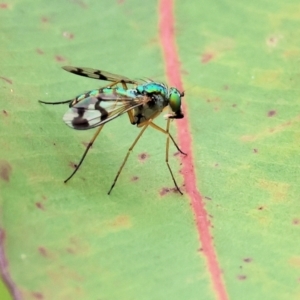 Dolichopodidae (family) at Wodonga - 1 Dec 2023 09:06 AM