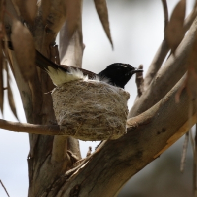 Rhipidura leucophrys (Willie Wagtail) at Symonston, ACT - 2 Dec 2023 by RodDeb