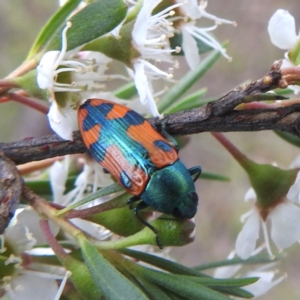 Castiarina scalaris (Scalaris jewel beetle) at Mount Taylor by HelenCross