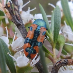 Castiarina scalaris at Mount Taylor - 2 Dec 2023