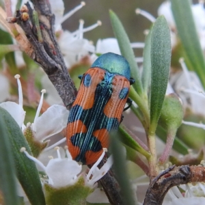 Castiarina scalaris at Mount Taylor - 2 Dec 2023