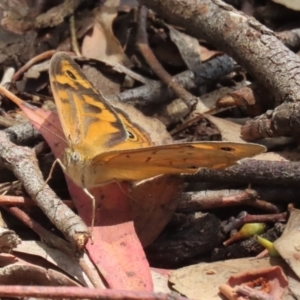 Heteronympha merope at Symonston, ACT - 2 Dec 2023