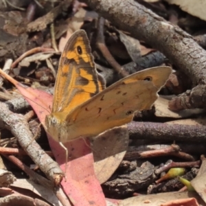 Heteronympha merope at Symonston, ACT - 2 Dec 2023