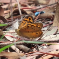 Heteronympha merope at Symonston, ACT - 2 Dec 2023