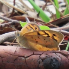 Heteronympha merope at Symonston, ACT - 2 Dec 2023